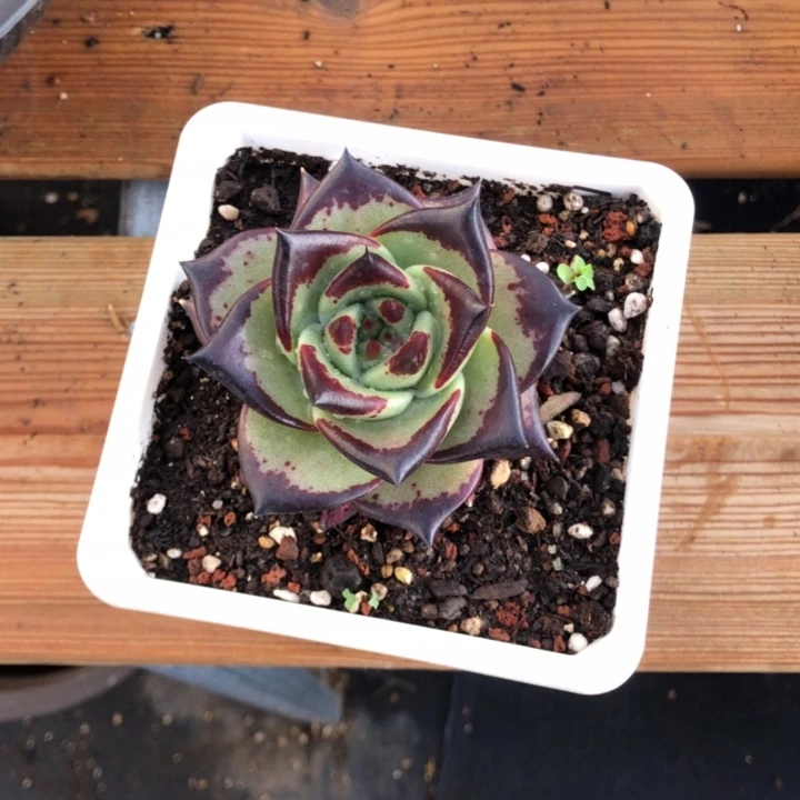 小脸宽圆叶00000003