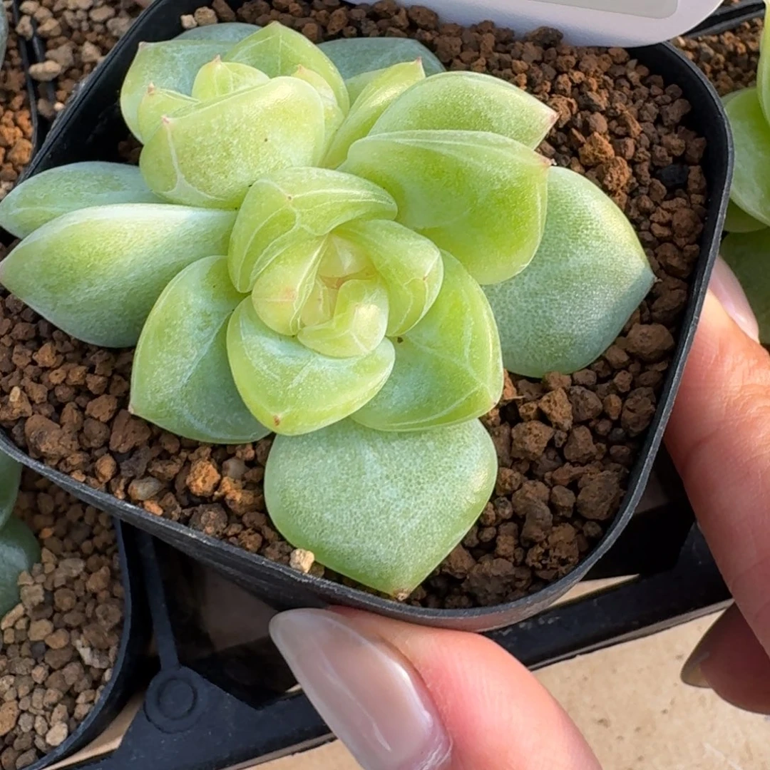 0703-044-甜心双头