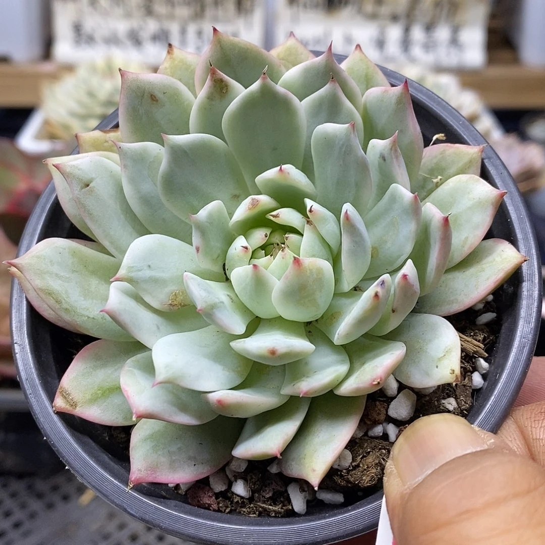 1171tp锦多肉植物