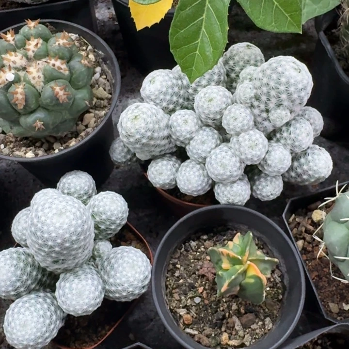 两颗姬春星自根仙人球