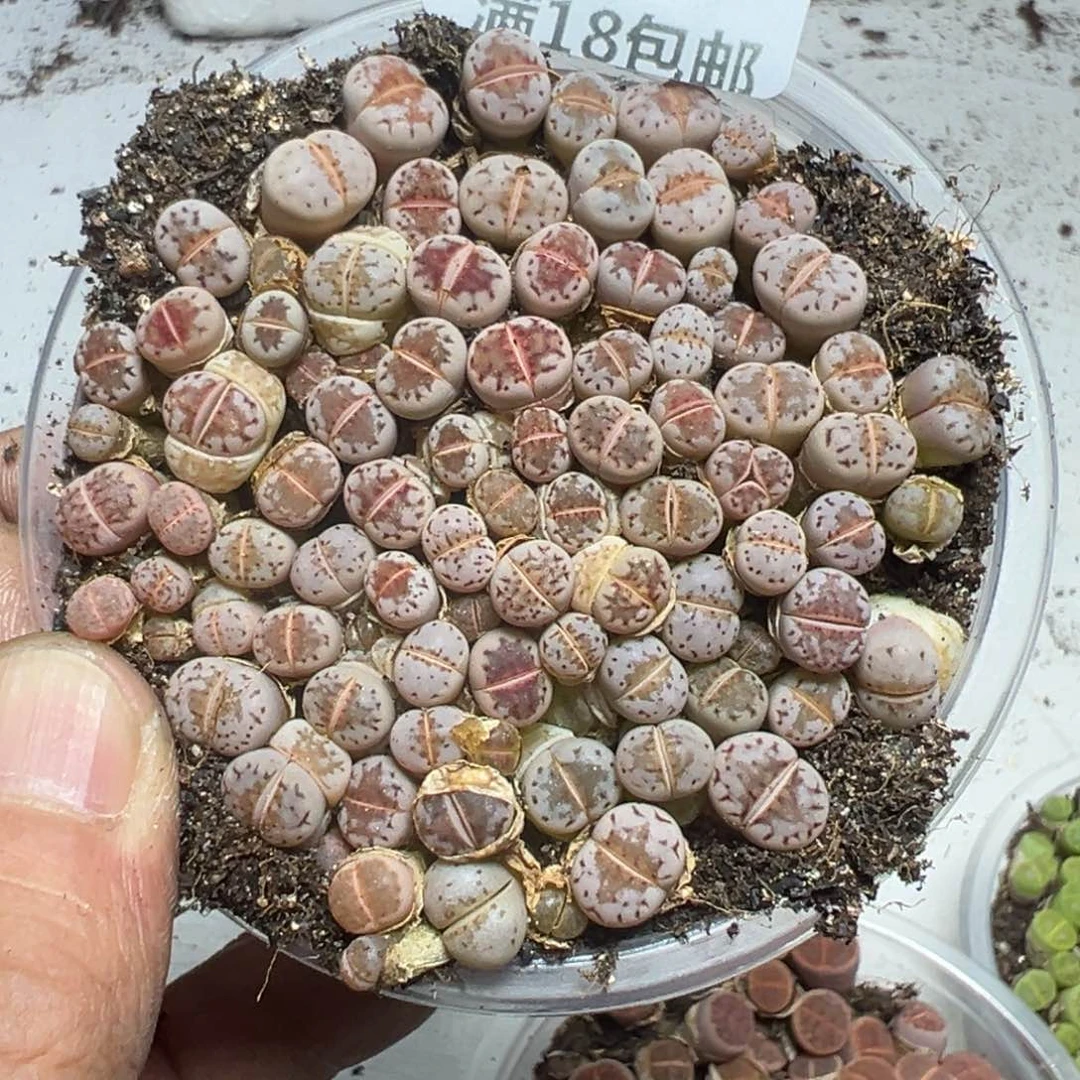 【闪购商品】 901。