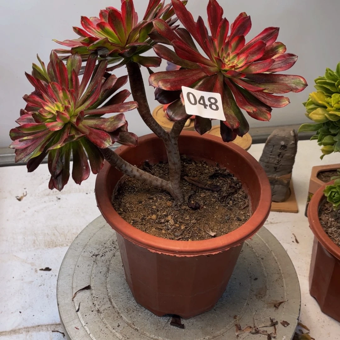 平***乐多肉植物法师048法师