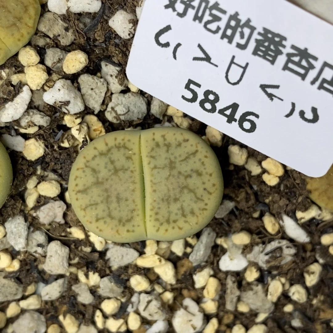5846。绿象牙。。。。。。