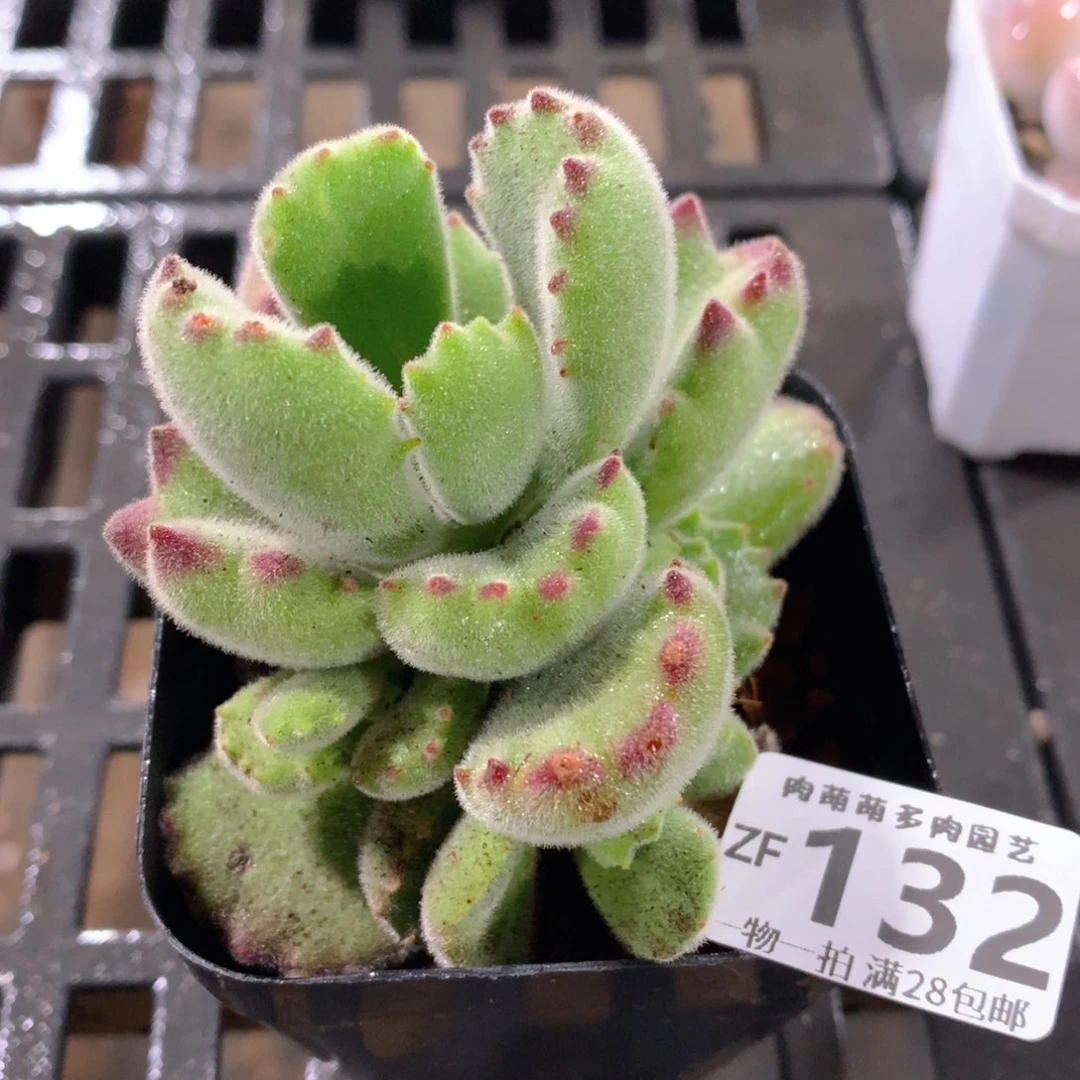 肉萌萌拇指盆精控多肉ZF132