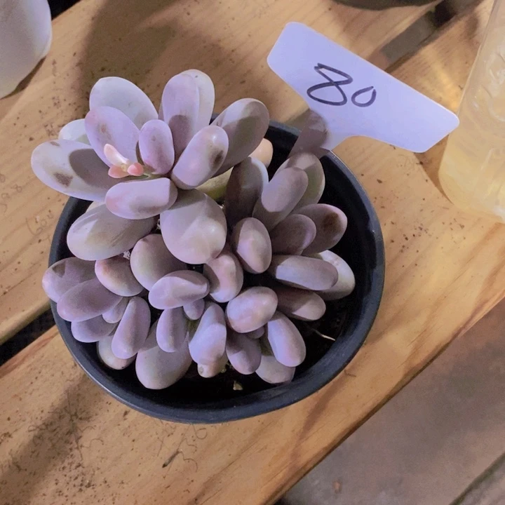 在家里面吃饭的吗