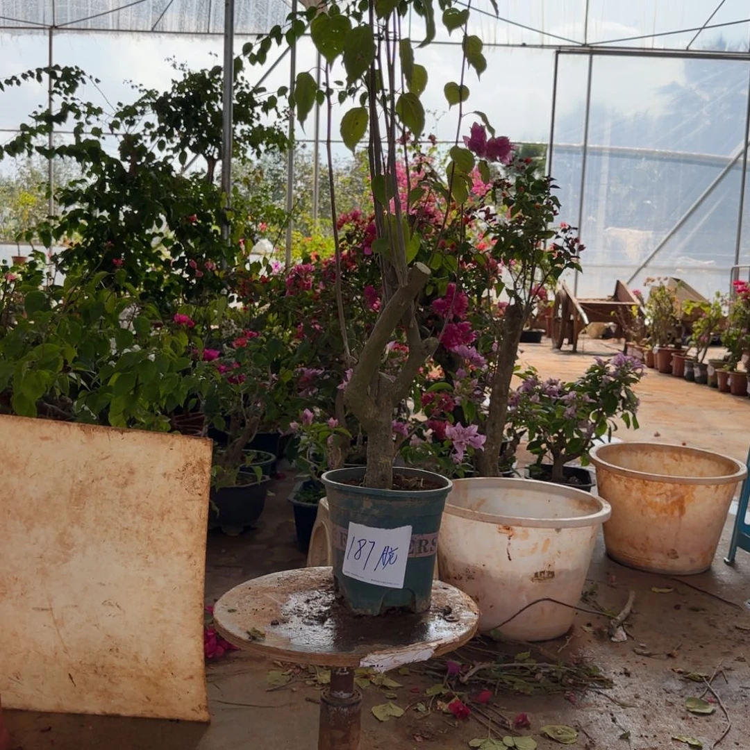 大部分花苞少量开放脱187重瓣粉