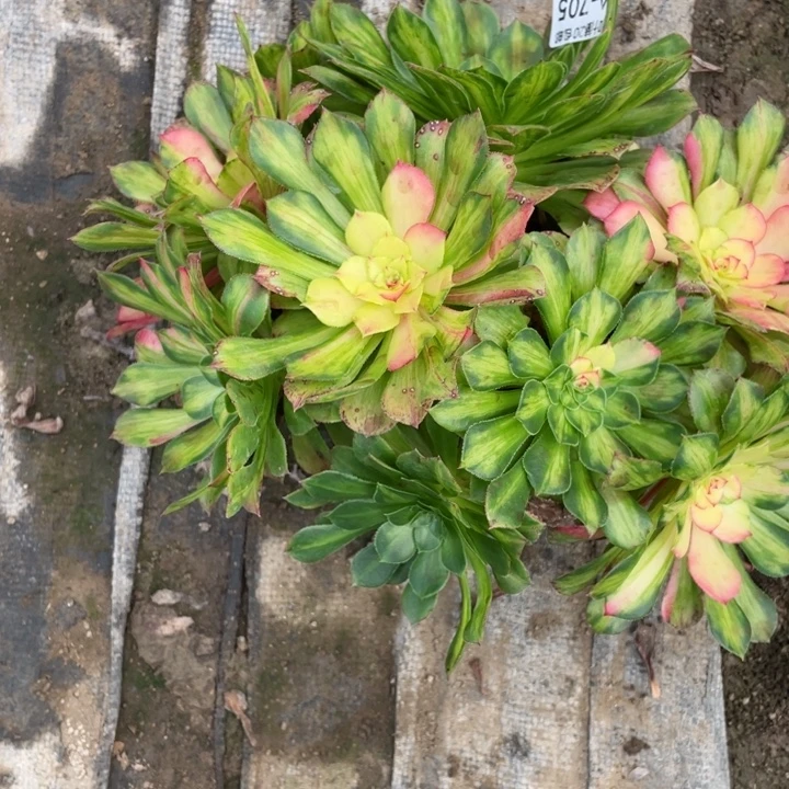 路***甲705知否无根多肉123456789