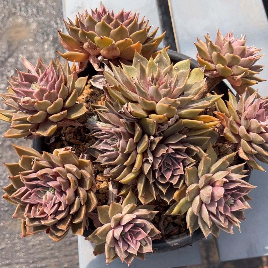 多肉植物多肉植物