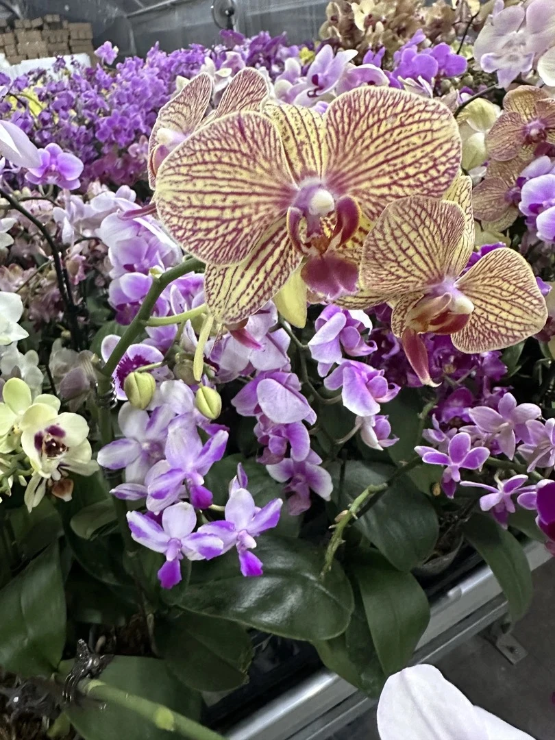 蝴蝶兰【开花株】随机品种带花 室内花花 无售后