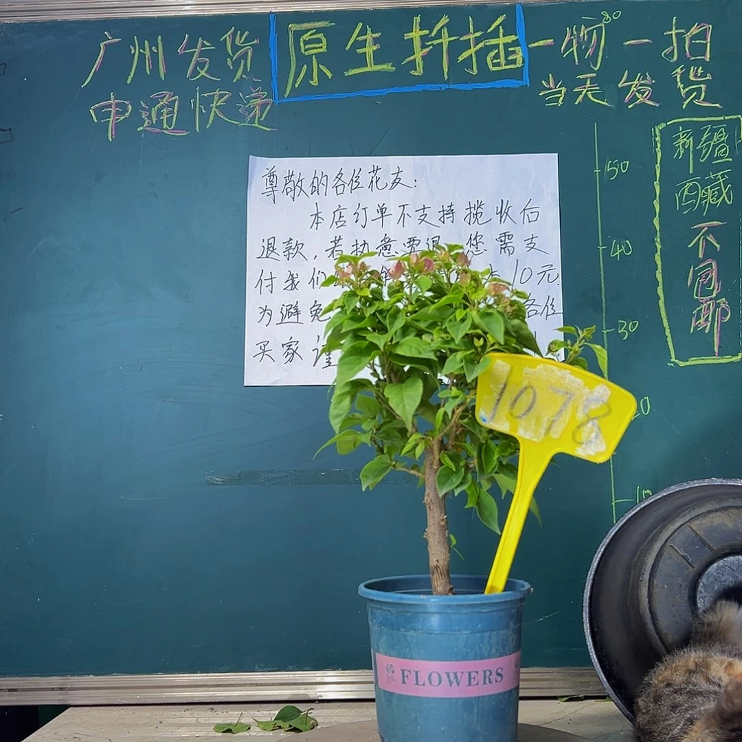 当前无花栽培后可以开花  福利 粉狐狸  1078