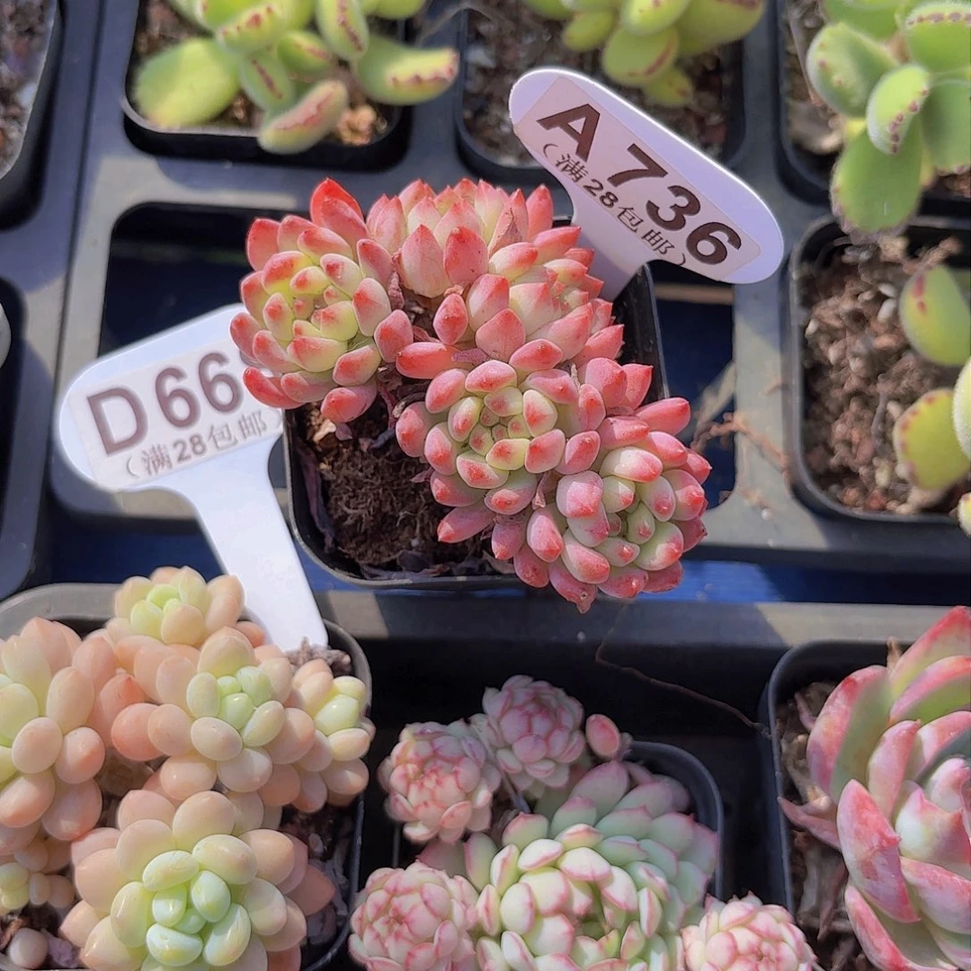 A736烂苹果一物一拍