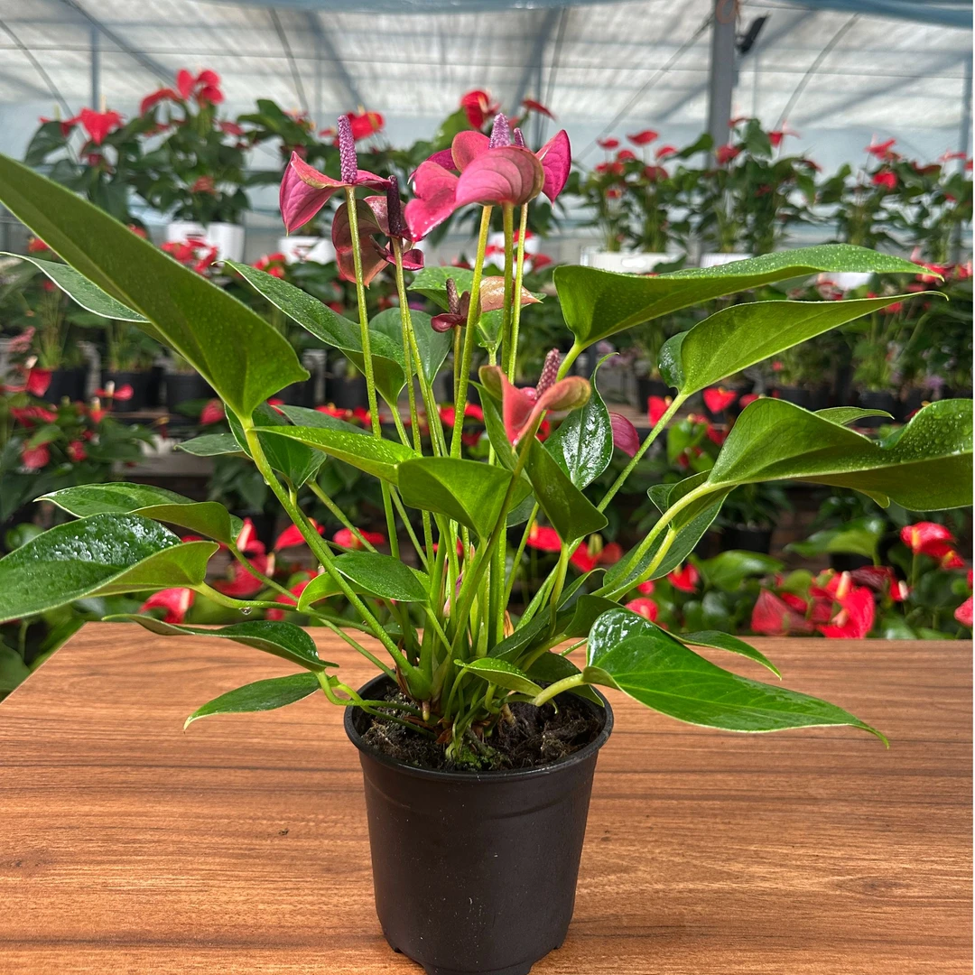 【希娜拉精品6花】特A+精品紫色紫掌稀有品种花色好看一年四季开花