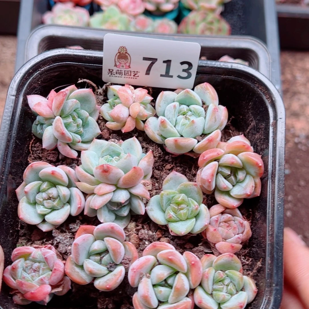 多肉植物多肉植物