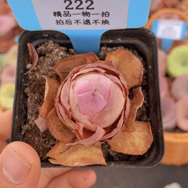 山地玫瑰222裸根发货不售后