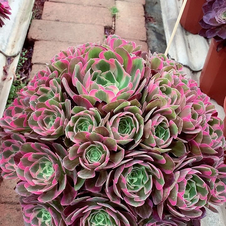 粉女郎，多肉植物的