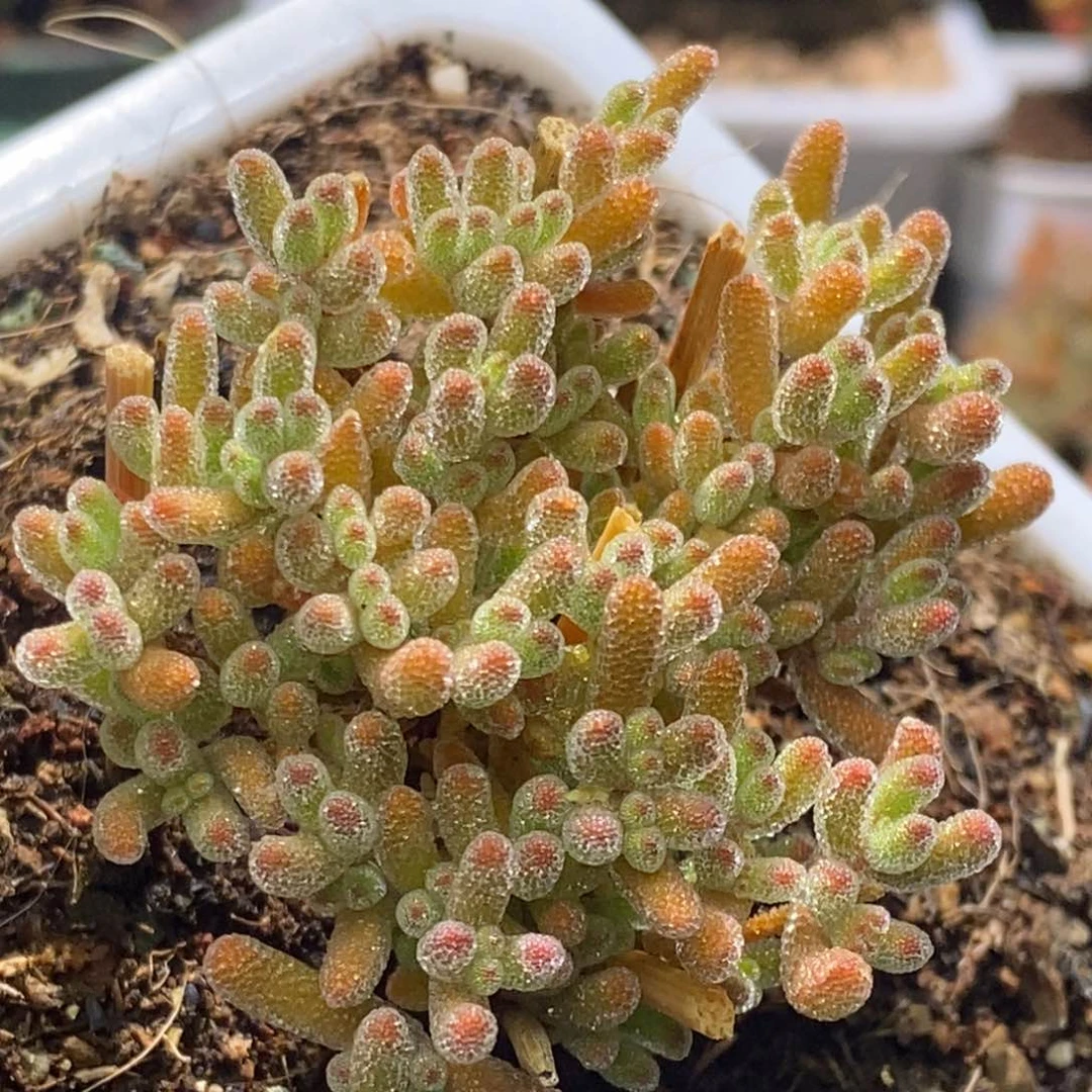 冰晶杂枝干番杏A469