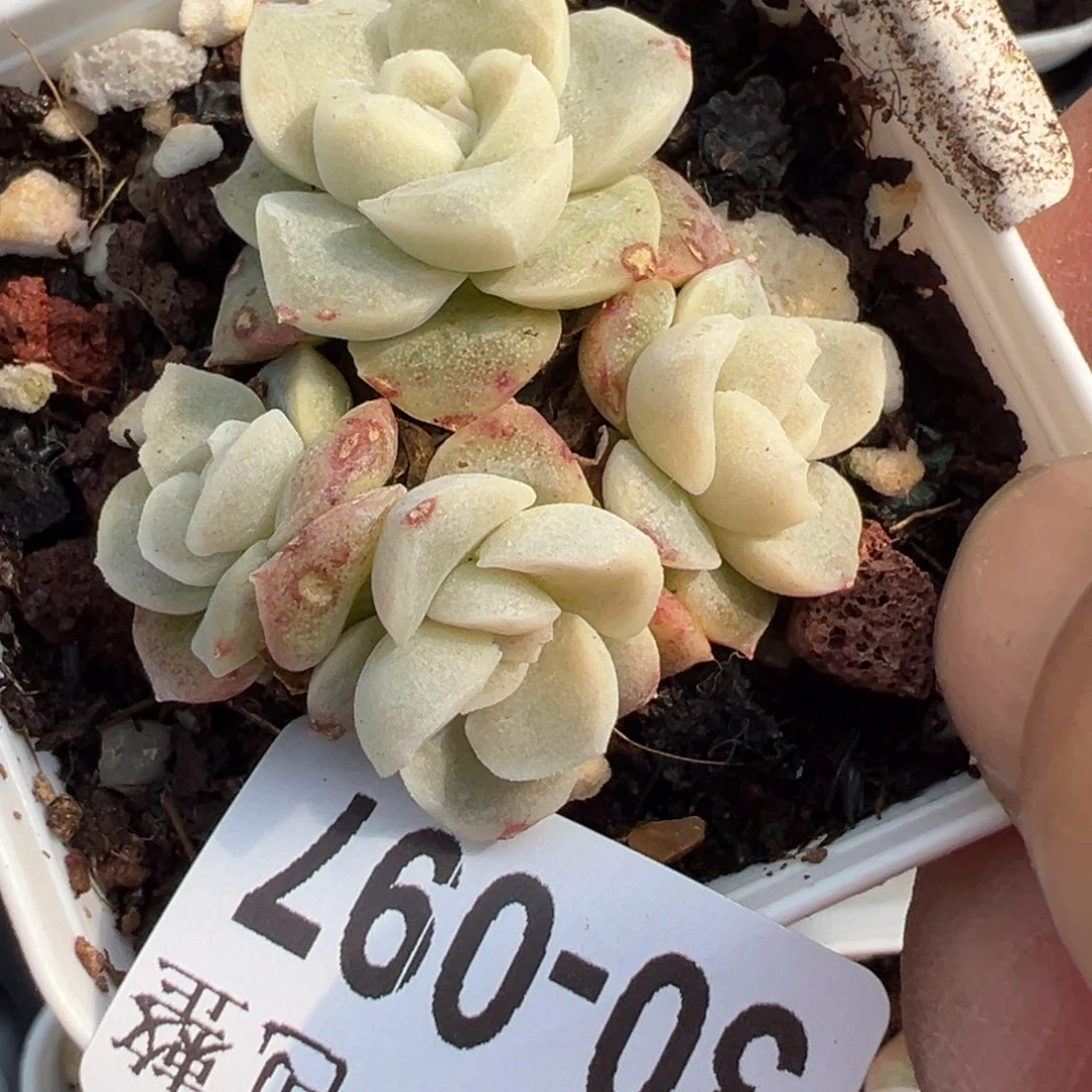 小卡拉米糖心一物一拍30-97