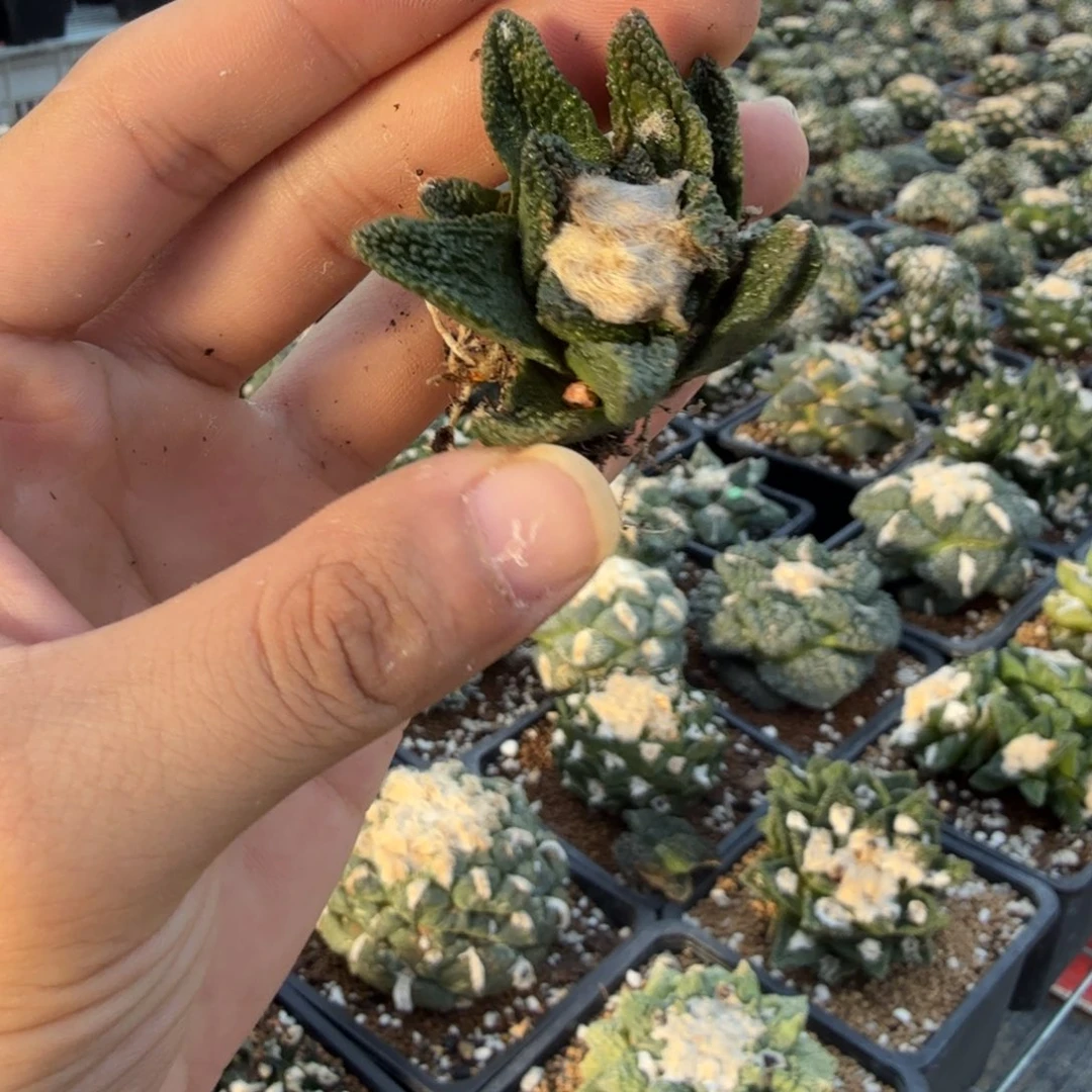 仙人球开花一个福利品有跟