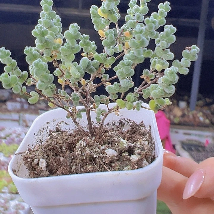 莱斯枝干19包邮多肉植物