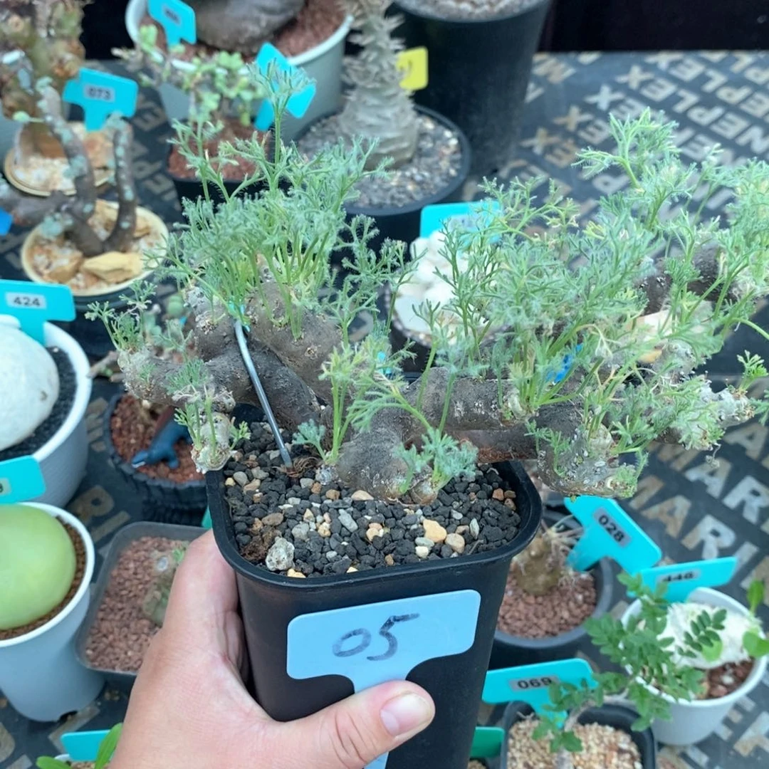 黑皮月界产地多肉植物