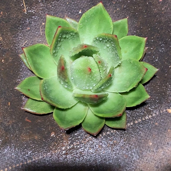 美肉特价活动开始啦