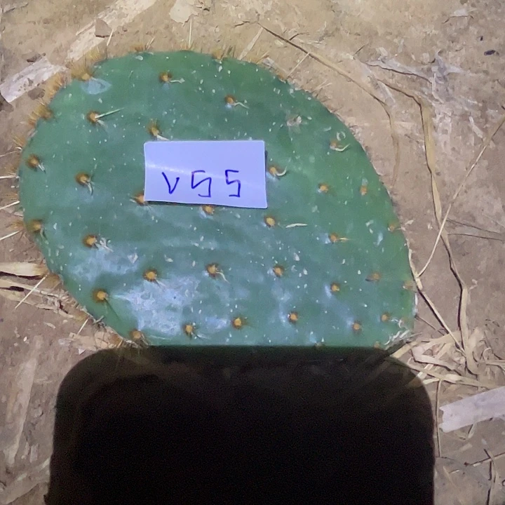 永***福V55仙人掌叶片一个15