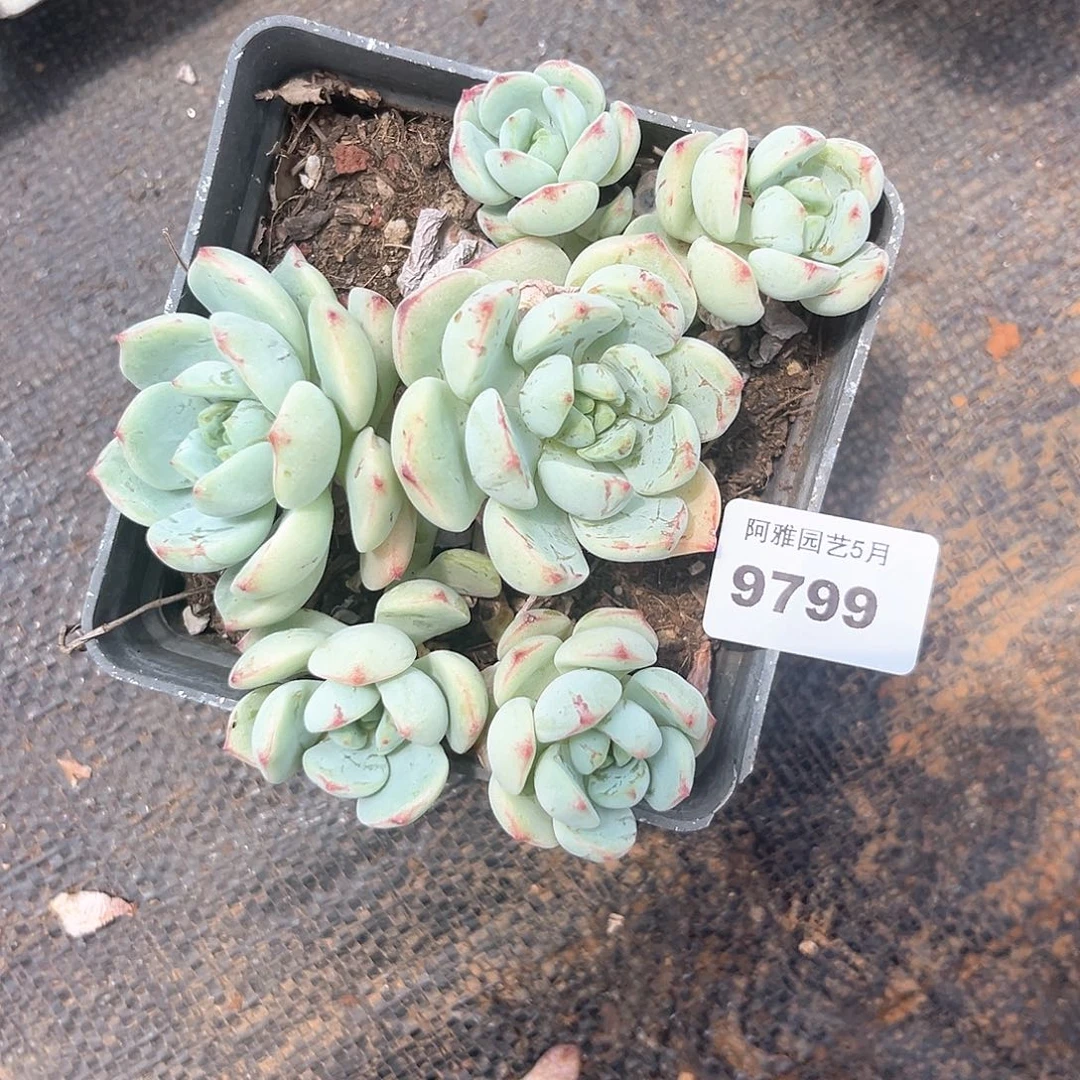 阿雅园艺。    9799香草