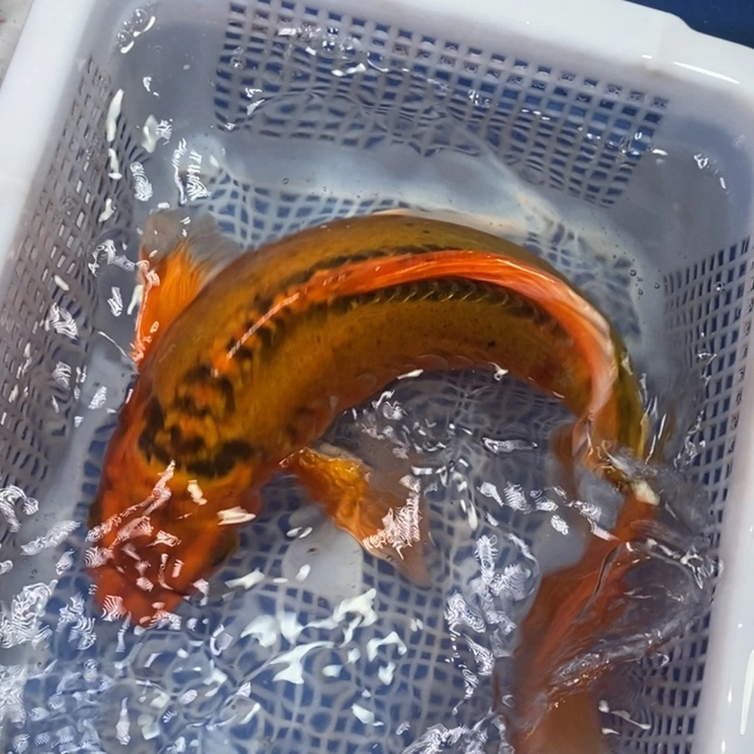 锦鲤冷水锦鲤包邮