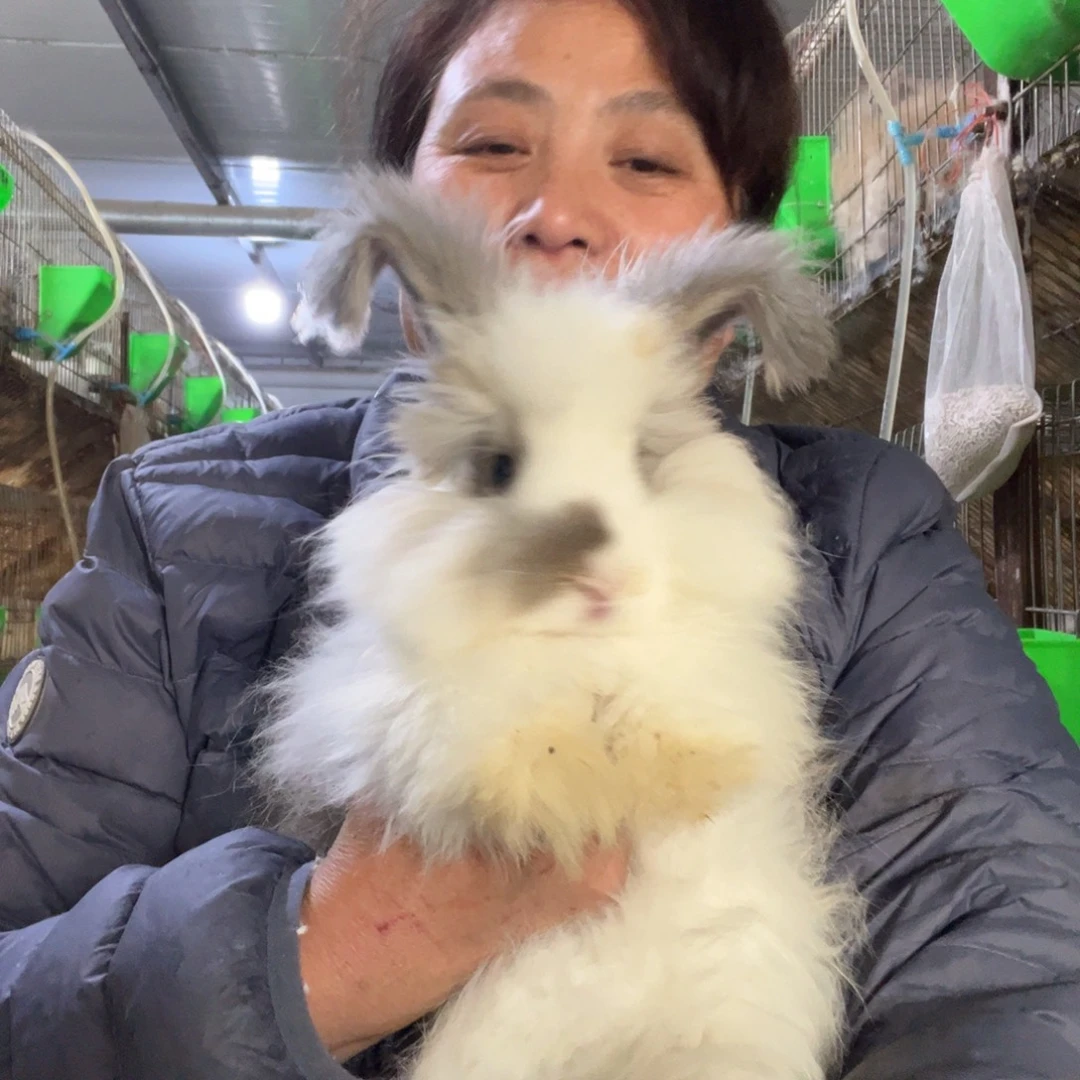 双血统英系安哥拉兔