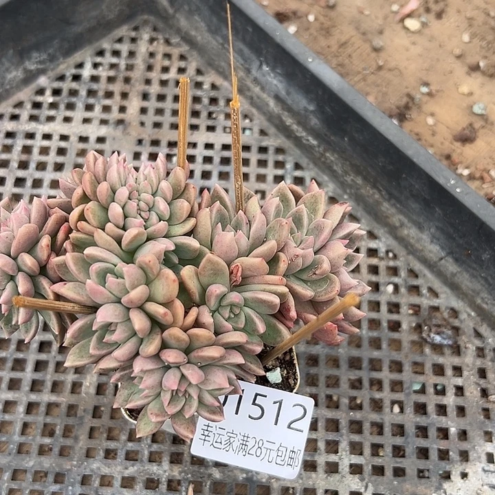 幸运的人会遇到你喜欢你