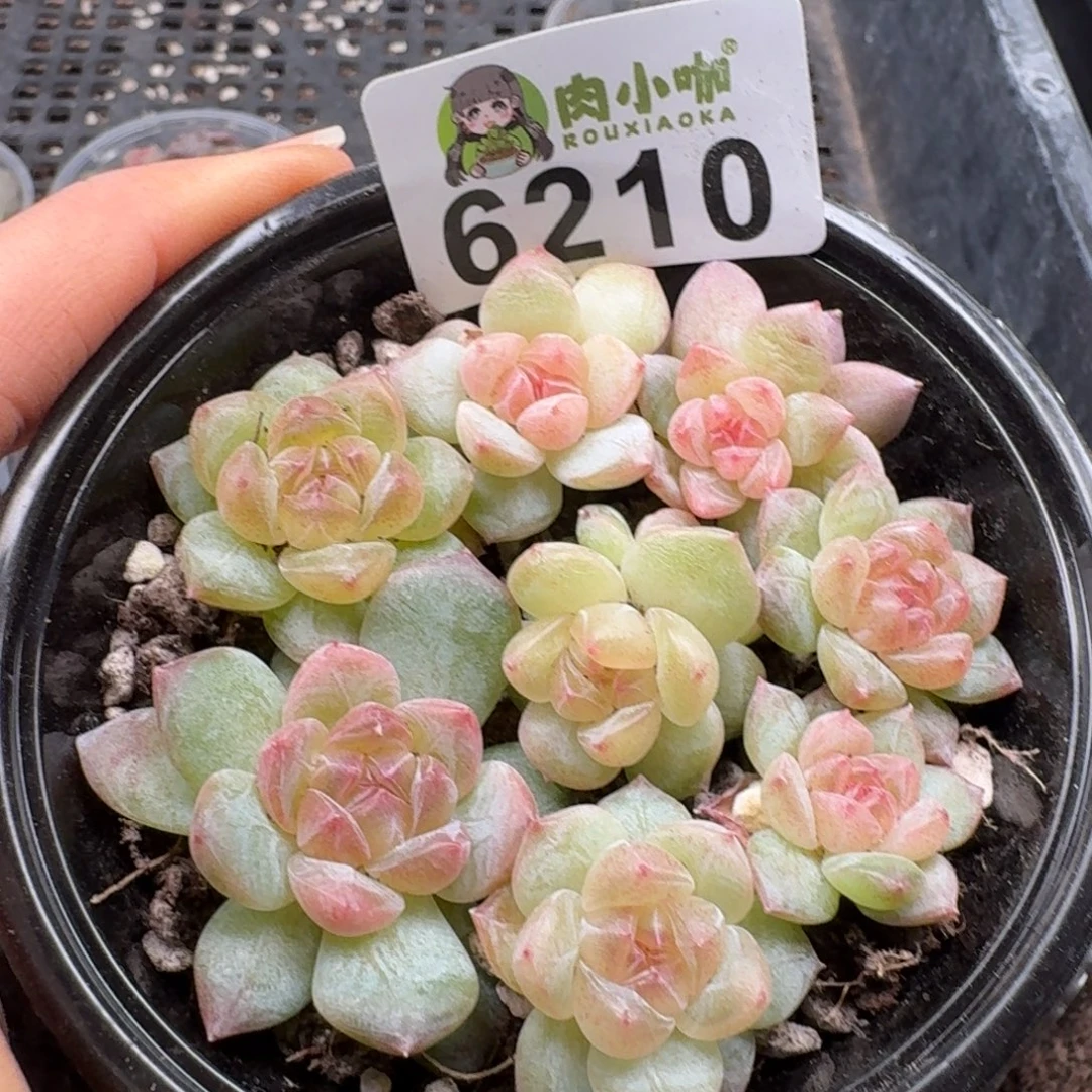 多肉植物多肉植物