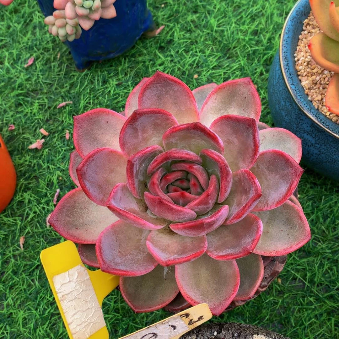 比***晴夜魔读肉植物62727