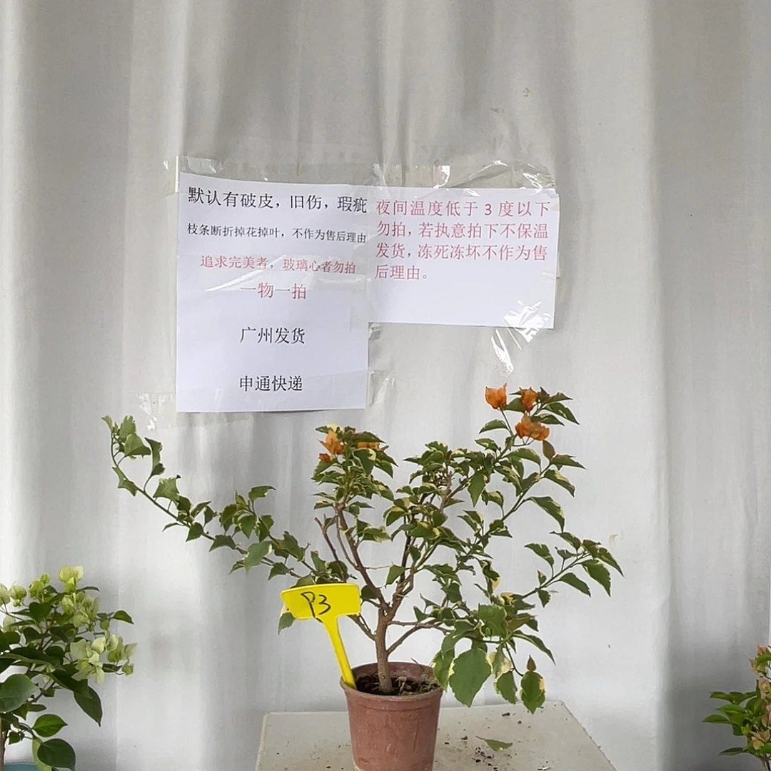 当前无花栽培后可以开花93橙色条纹，斑叶橙粉