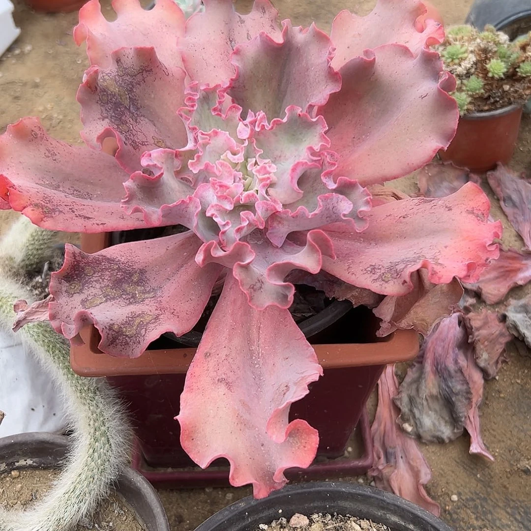 多肉植物高沙之翁