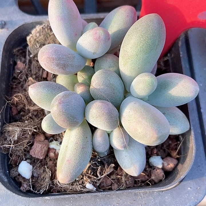 多肉植物糖果四头903