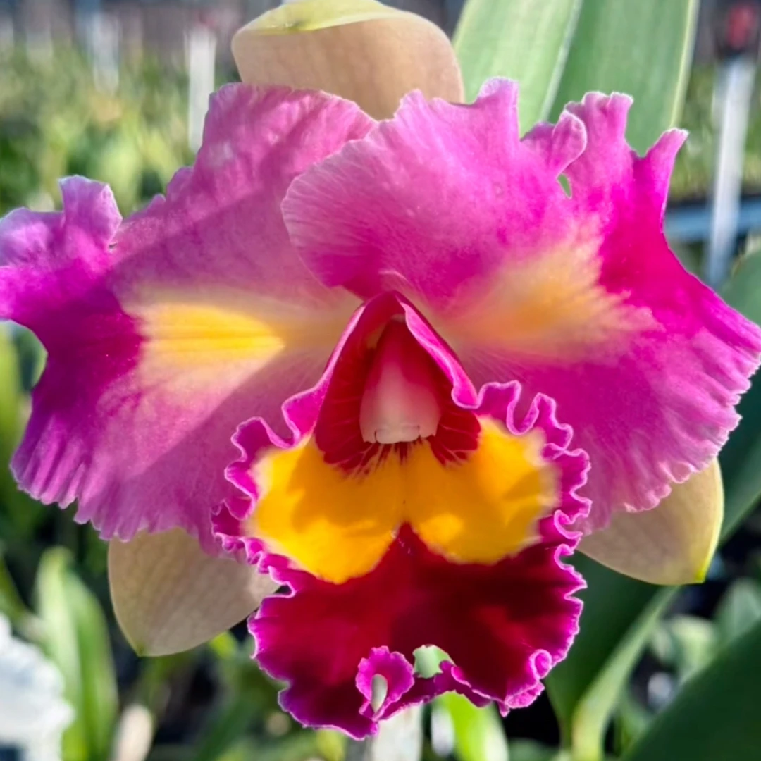 卡特兰冬日彩虹浓香型带盆发货