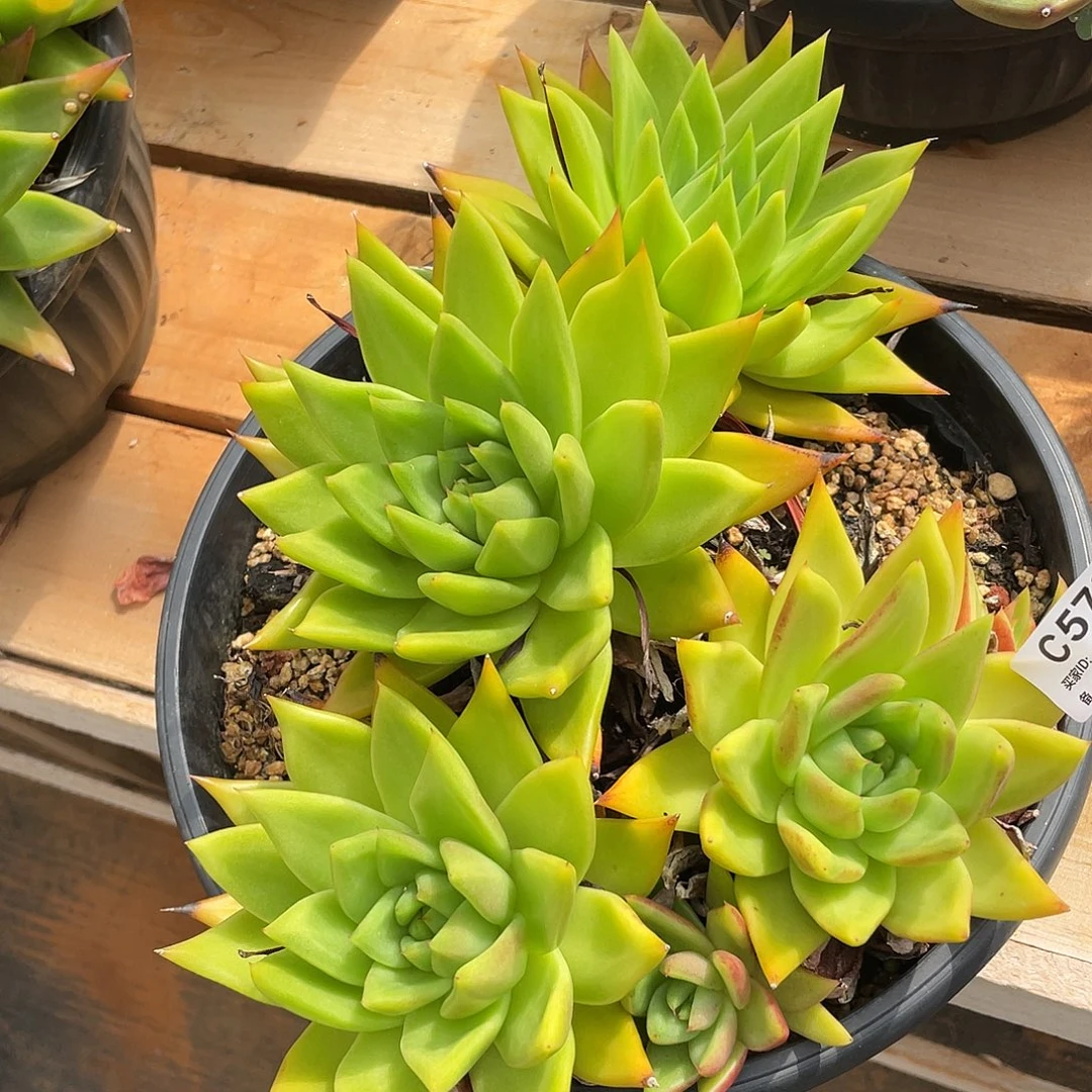 若如东云单排C572