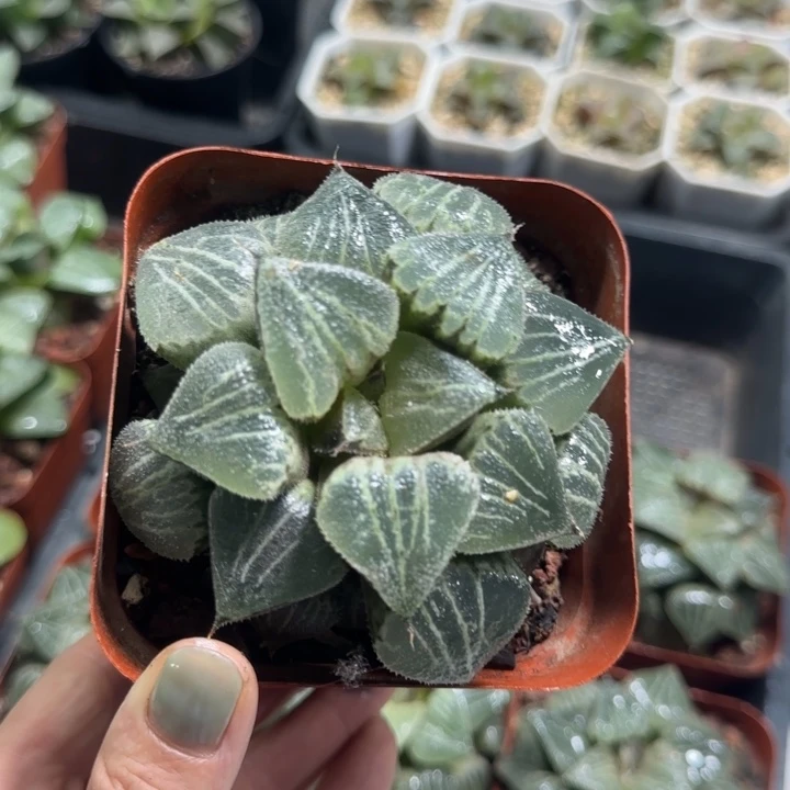 春雷寿多肉植物哈哈