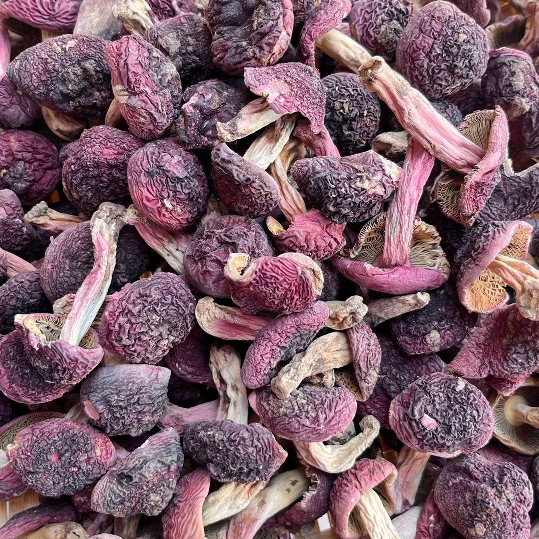 福建三明正宗红菇干货食材当季鲜美炖汤菌菇坐月子野生送礼红菌菇