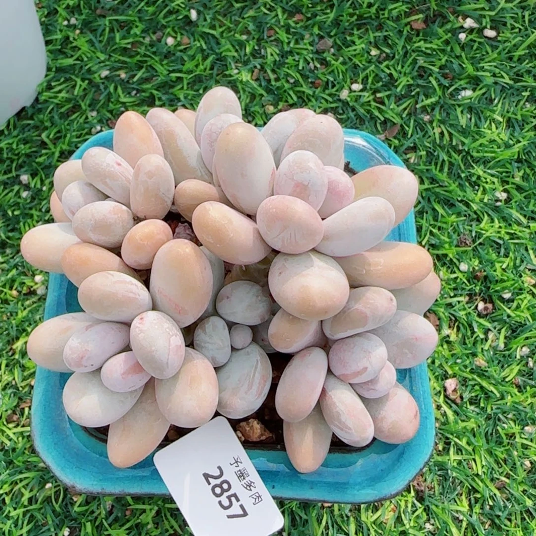 原始奶酪，2857多肉植物