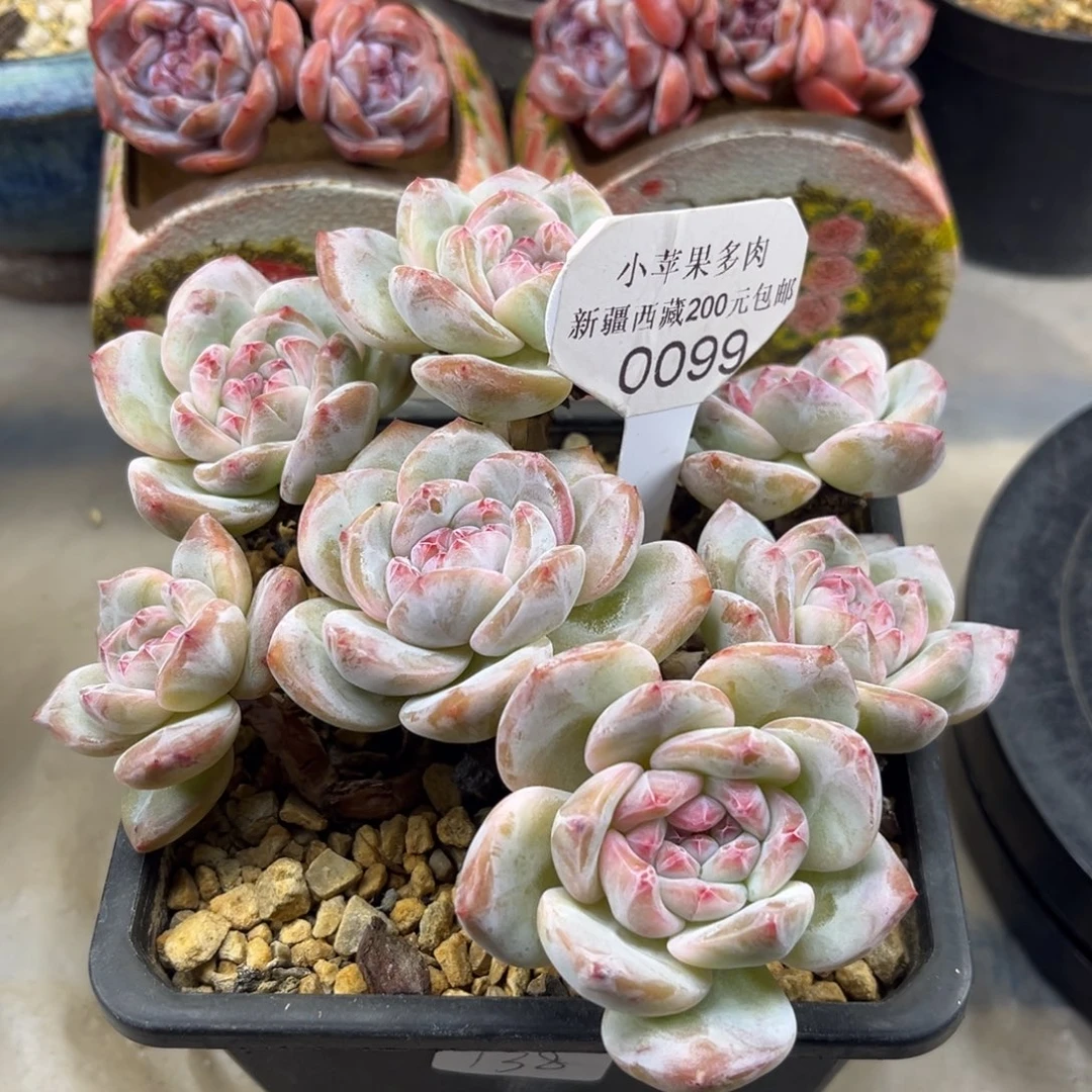 粉底紫心099/15cm7头有砍