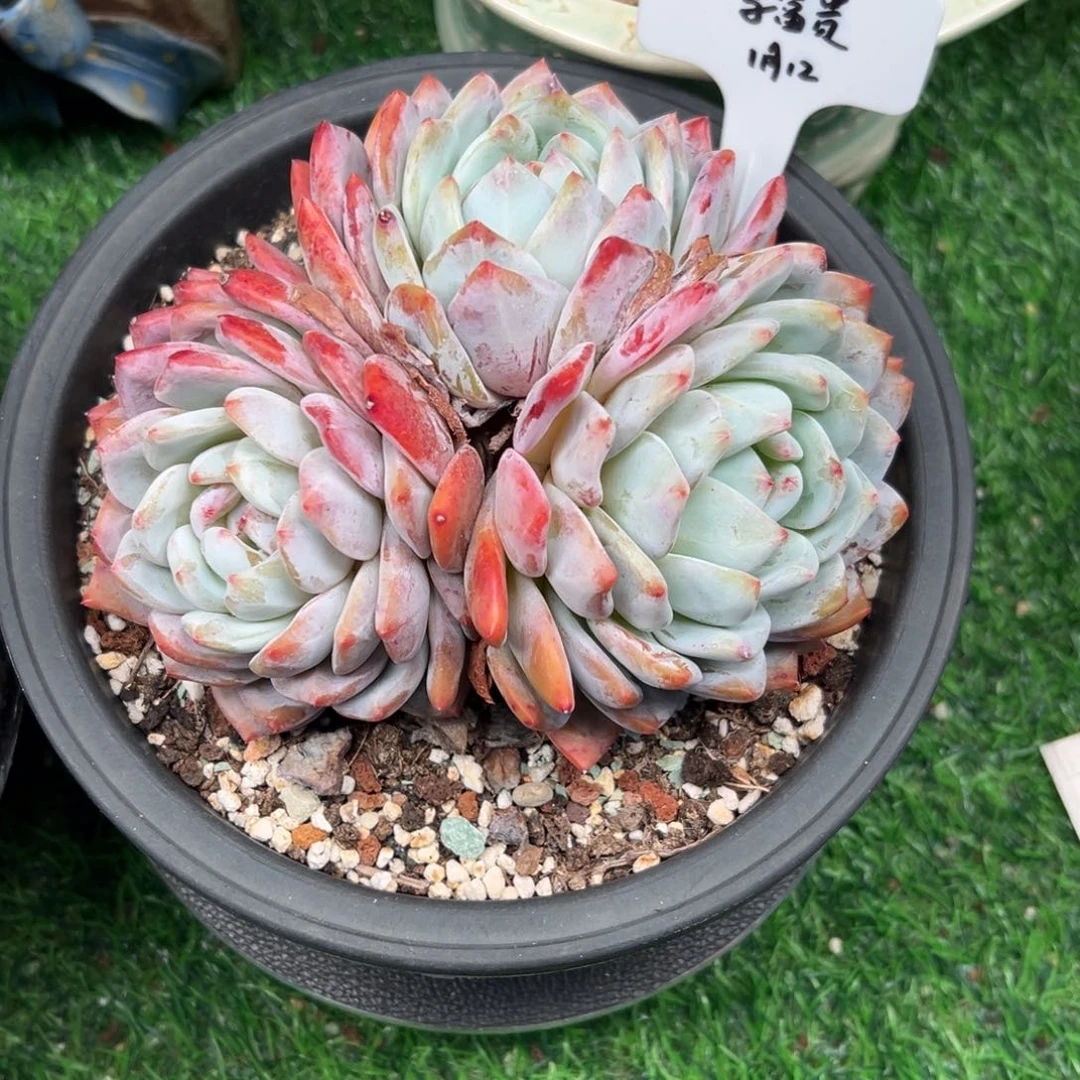 一物一拍链接，李富贵寄养