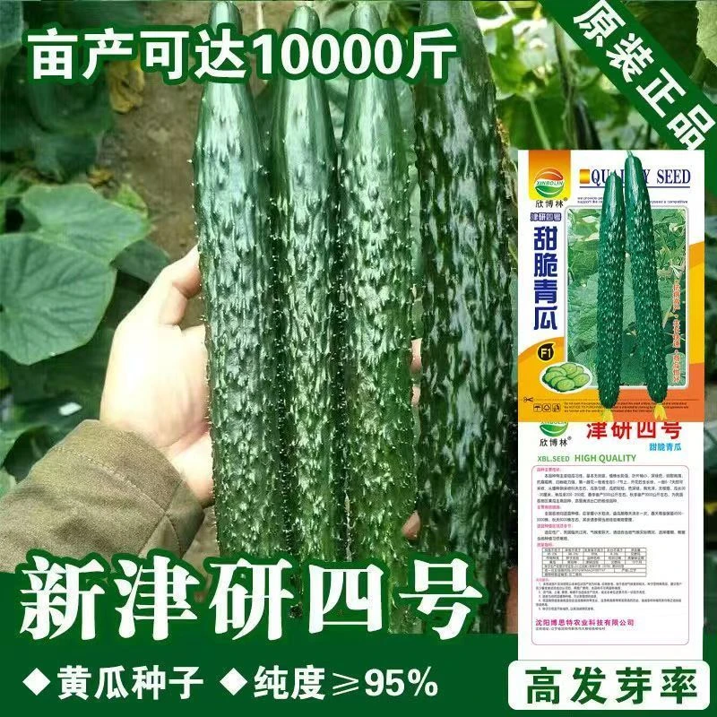 绿心黄瓜种子强雌耐热水黄瓜种籽油亮绿心四季高产阳台盆栽菜种子
