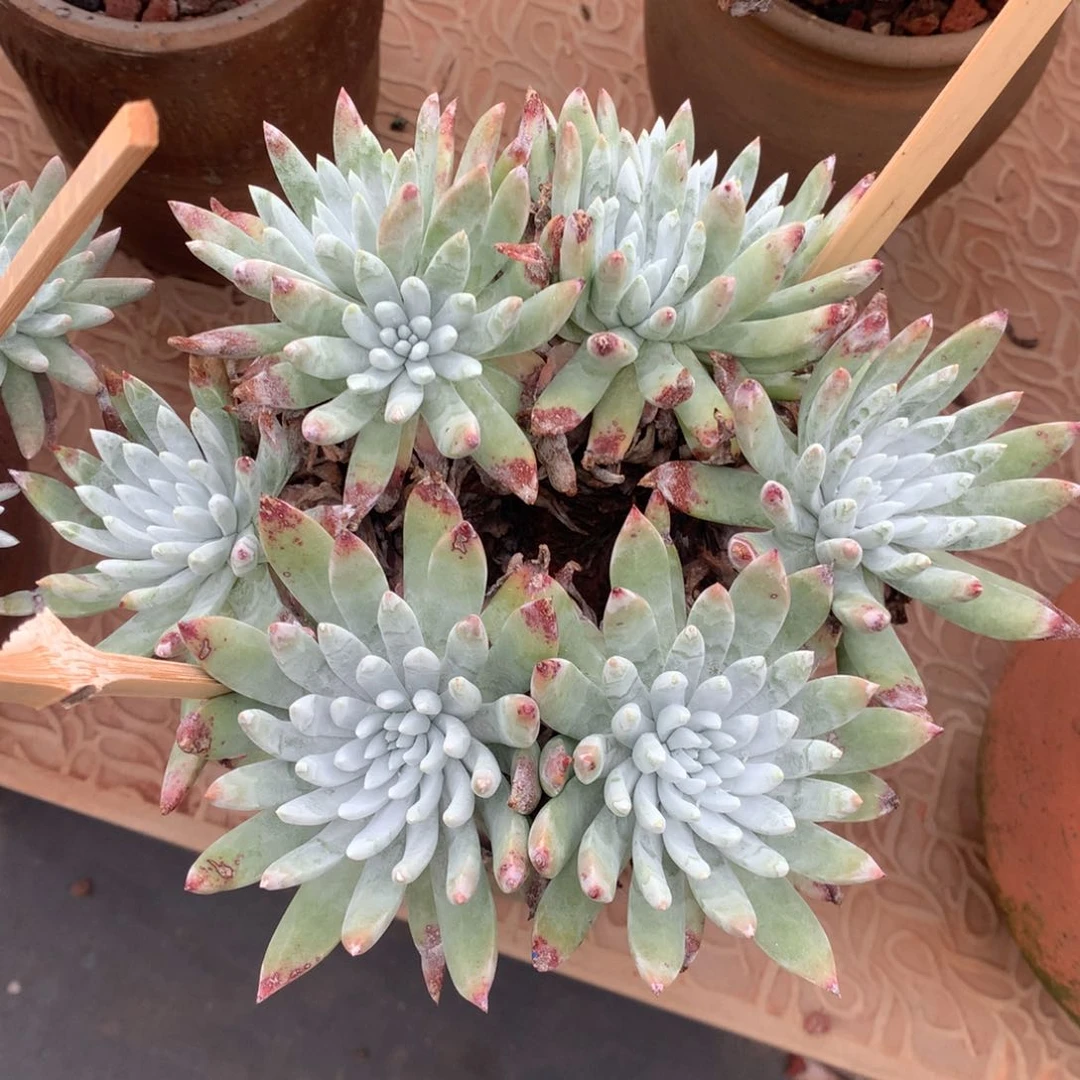 全部花朵法瑞杂，仙女杯多肉