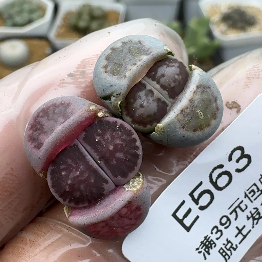 563多肉哈哈哈哈哈