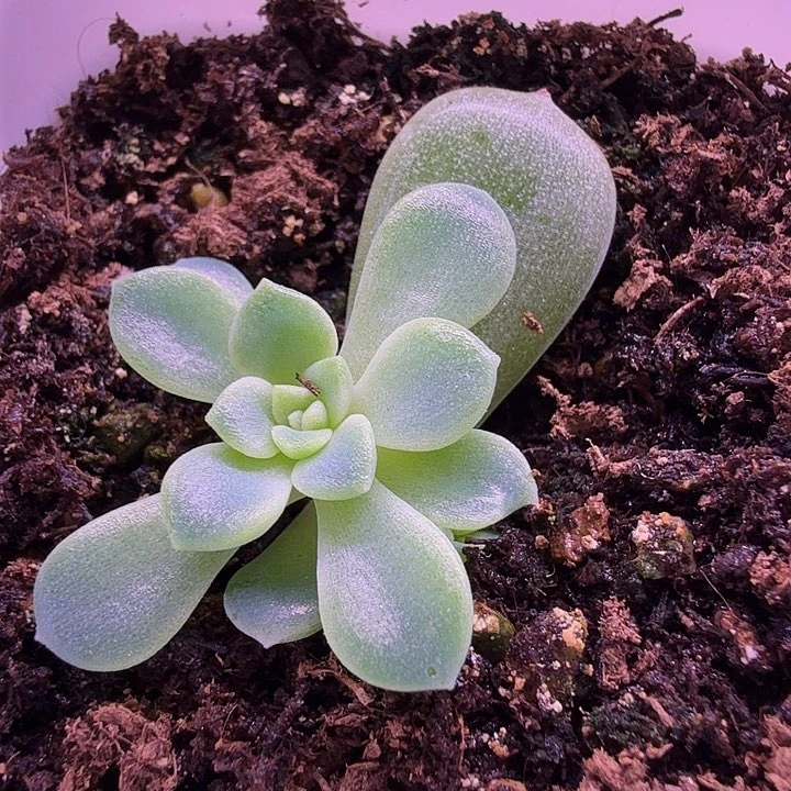 无二-2叶插苗一物一拍