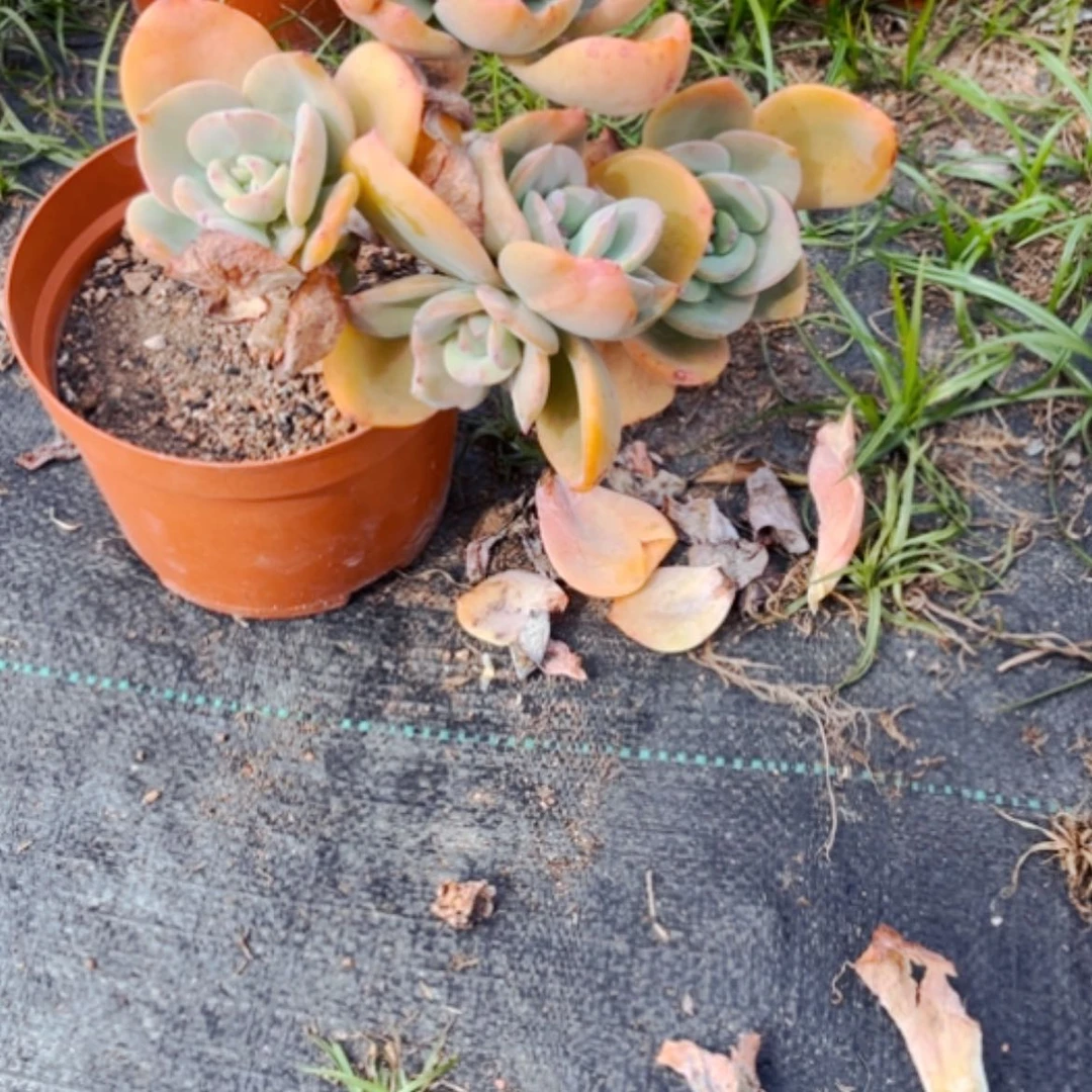 【闪购商品】猫**?白凤