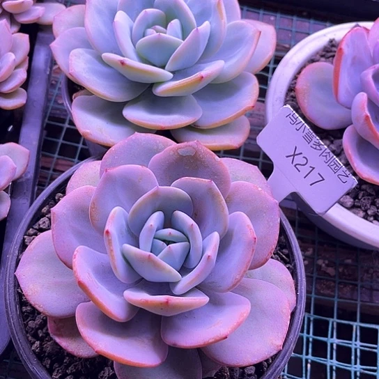 冰*雨我是第一百个为妖刀应援的阴阳师呢