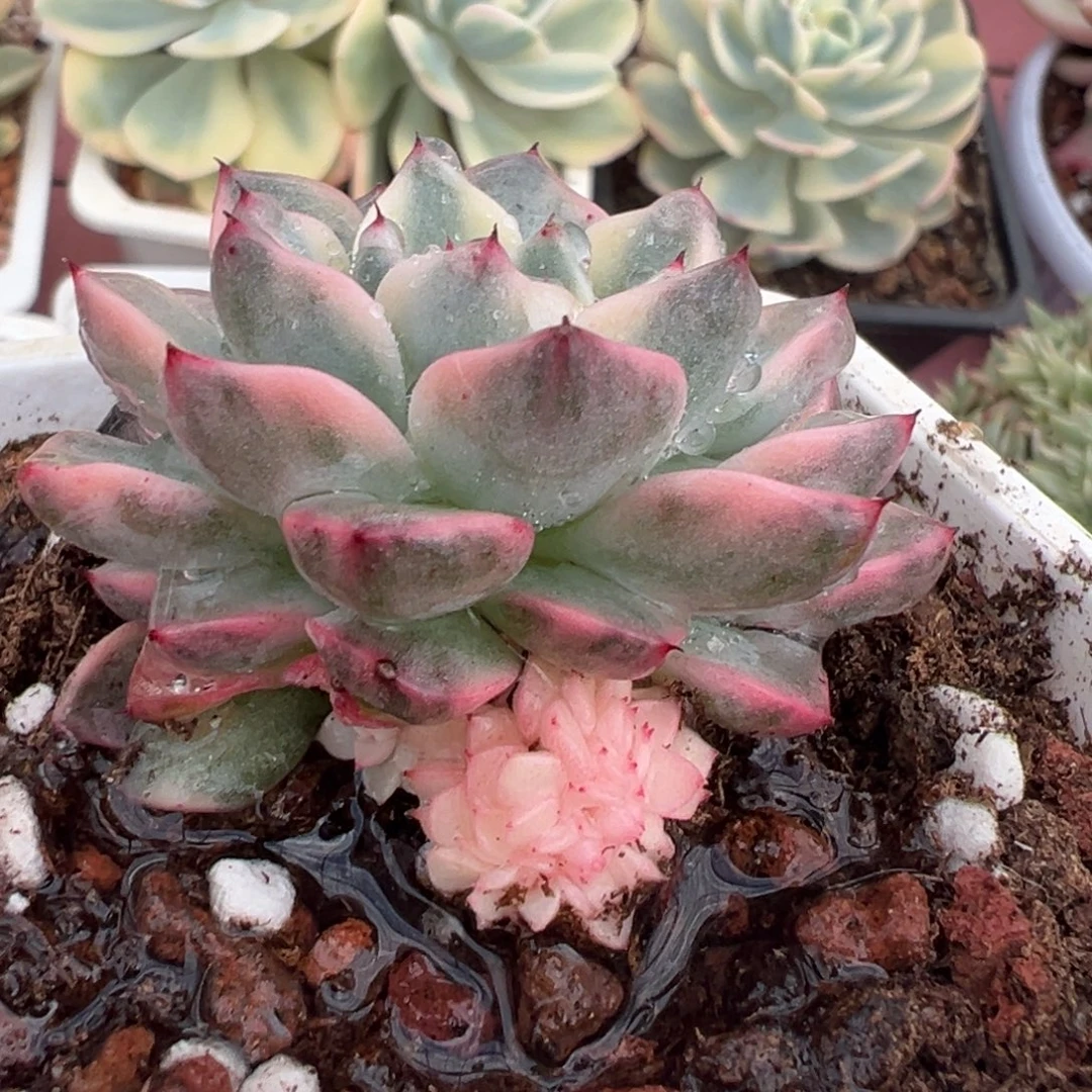 不石化基因沙罗姬锦缀化