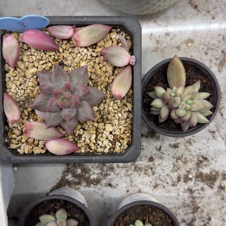 美人杂交  一物一拍